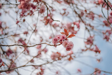 Cherry Blossom (Sakura) in English Garden