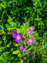 Stock Foto Field colors in summer in the field