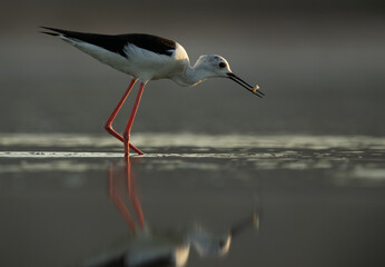 Obraz premium Black-winged Stilt fishing at Asker Marsh, Bahrain