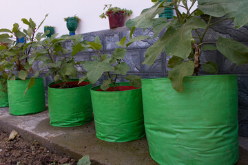 vegetables growing in large size grow bags