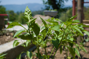 Obraz premium Closeup picture of green bell pepper leaves in day sunlight
