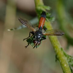 Fly (Cylindromyia  sp.) on a leaf