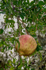 The pomegranate is the fruit of the pomegranate tree, it is a plant belonging to the Lythraceae family