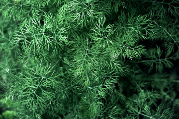 Fresh green dill background, closeup