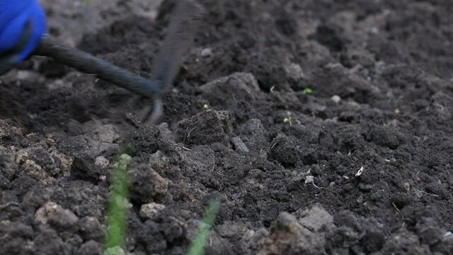 Close up of digging spring soil with shovel preparing it for new sowing season.Organic farming and spring gardening concept