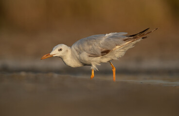 Closeup of a Sender-billed gull fishing at Asker marsh, Bahrain