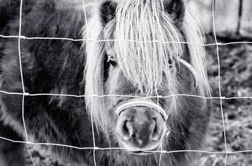 Horse Pony looking from the other side of the fence