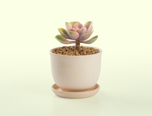 succulent plant cactus pots