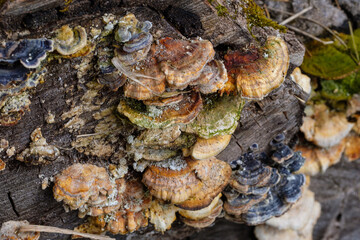 Baumpilze wachsen auf einem alten Baumstamm / Totholz im Wald