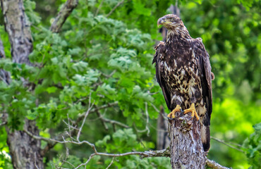 Young bald eagle perched on a tree stump in a forest