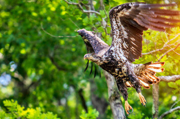 Young bald eagle in flight in a forest