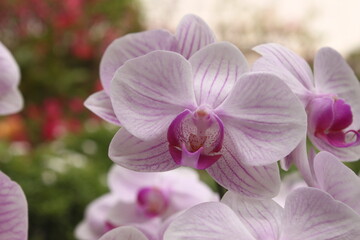 A pinkish white vanda orchid flower