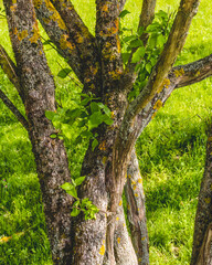 Old branches of a plum tree with yellow moss 