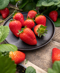 New harvest of ripe red sweet strawberry on farmer fiels and green leaves of strawberry plants close up