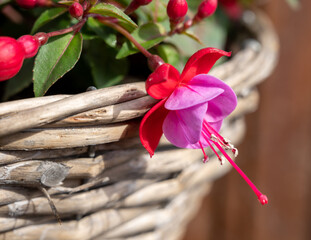 Colorful blossom of fuchsia decorative plant growing in hanging basket in garden