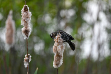 Song Sparrow Gathering Nesting Material