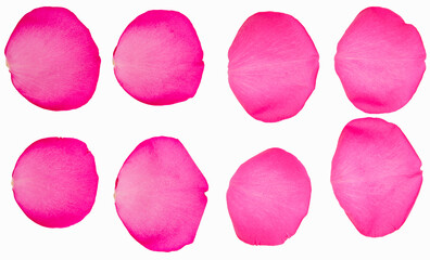 Pink Rose Petals Ioslated on Black Background
