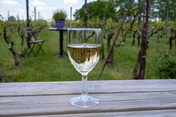 Tasting of Dutch white wine served outdoor on green meadow with vineyard, wine production in Netherlands