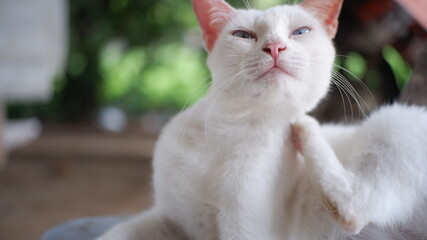 Portrait of blue eyed white  cat kitten on deep bokeh grass background
