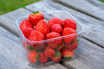 Red ripe Dutch strawberry, new harvest, ready to eat