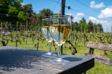 Tasting of Dutch white wine served outdoor on green meadow with vineyard, wine production in Netherlands