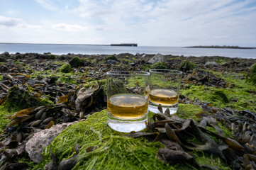 Tasting of single malt or blended Scotch whisky and seabed at low tide with algae, stones and...