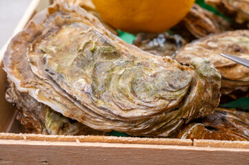 Eating of fresh big raw fine de claires vertes green french oysters from Marennes-Oleron