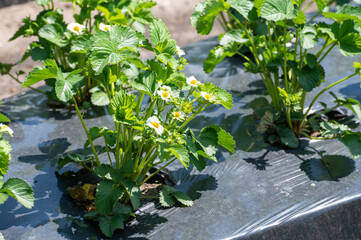 Plantations of strawberry plants growing outdoor on soil covered with plastic film