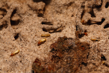 Close-up of worker termites on the wooden.Termites are eating the wood of the house.