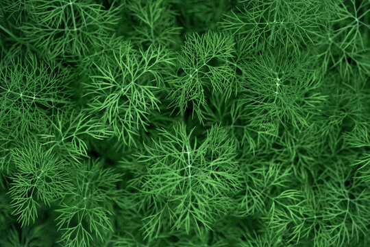 Fresh green dill background, closeup