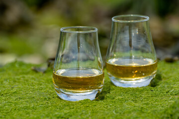 Tasting of single malt or blended Scotch whisky and seabed at low tide with green algae and stones on background, private whisky tours in Scotland, UK