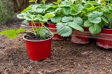 Young strawberry plants with white flowers ready to be planted in garden soil outdoors in spring