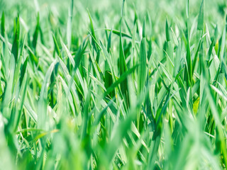 Natural fresh green grass texture background