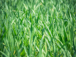 Fototapeta na wymiar Natural fresh green grass texture background
