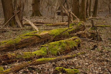 Fallen trees in the forest with moss 