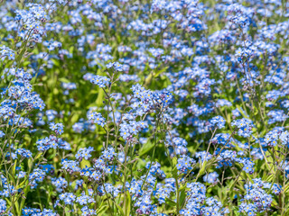 Fototapeta premium Field or meadow with Myosotis sylvatica, the wood forget-me-not or woodland forget-me-not small blue flowers