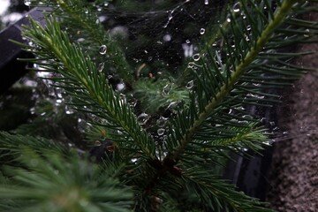 spiderweb with rain drops between coniferous branches