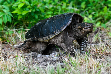 Common Snapping Turtle Building a Nest