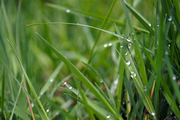 Dew on grass