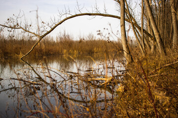 Obraz premium Tree that towered over the river