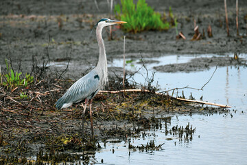 Great Blue Heron Posing on a Pond's Edge