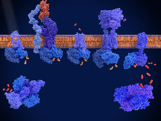 G protein-coupled receptors: rhodopsin (left) and the T-cell, dopamine and GABA B receptors