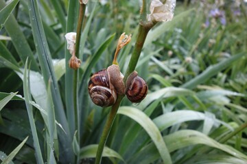 two snails eating an iris flower