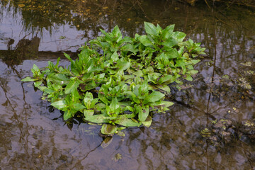 Grüne Wasserpflanzen in einem Bach / Gewässer mit braunen Wasser