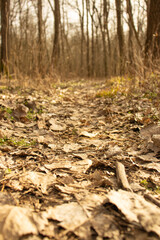 A path through the forest 