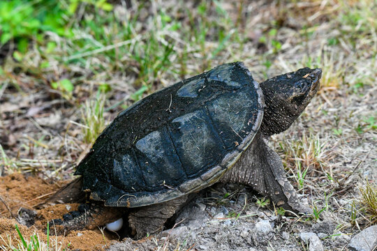 Common Snapping Turtle Building a Nest
