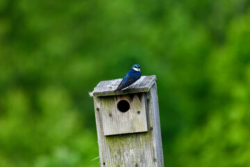 Tree Swallow Perched on its Nest Box