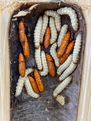 Omphisa fuscidentalis is commonly called bamboo borer. The larva and pupa of bamboo borer lived in bamboo.