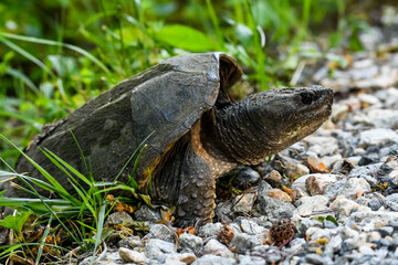 Common Snapping Turtle Building a Nest