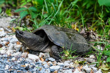 Common Snapping Turtle Building a Nest